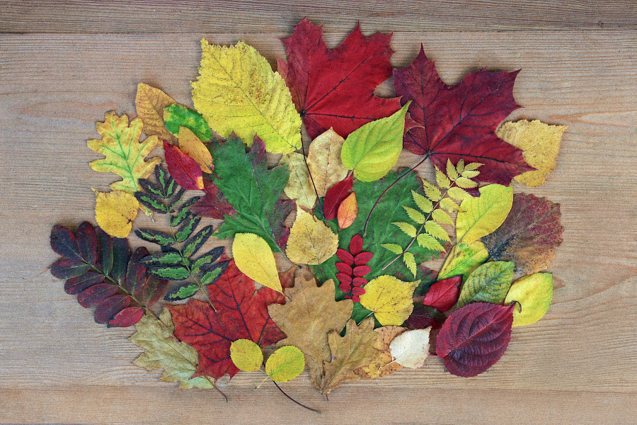 ковер из листвы. пестрые листья осенью. осенний ковер. осенний фон. осень ковер из листьев.